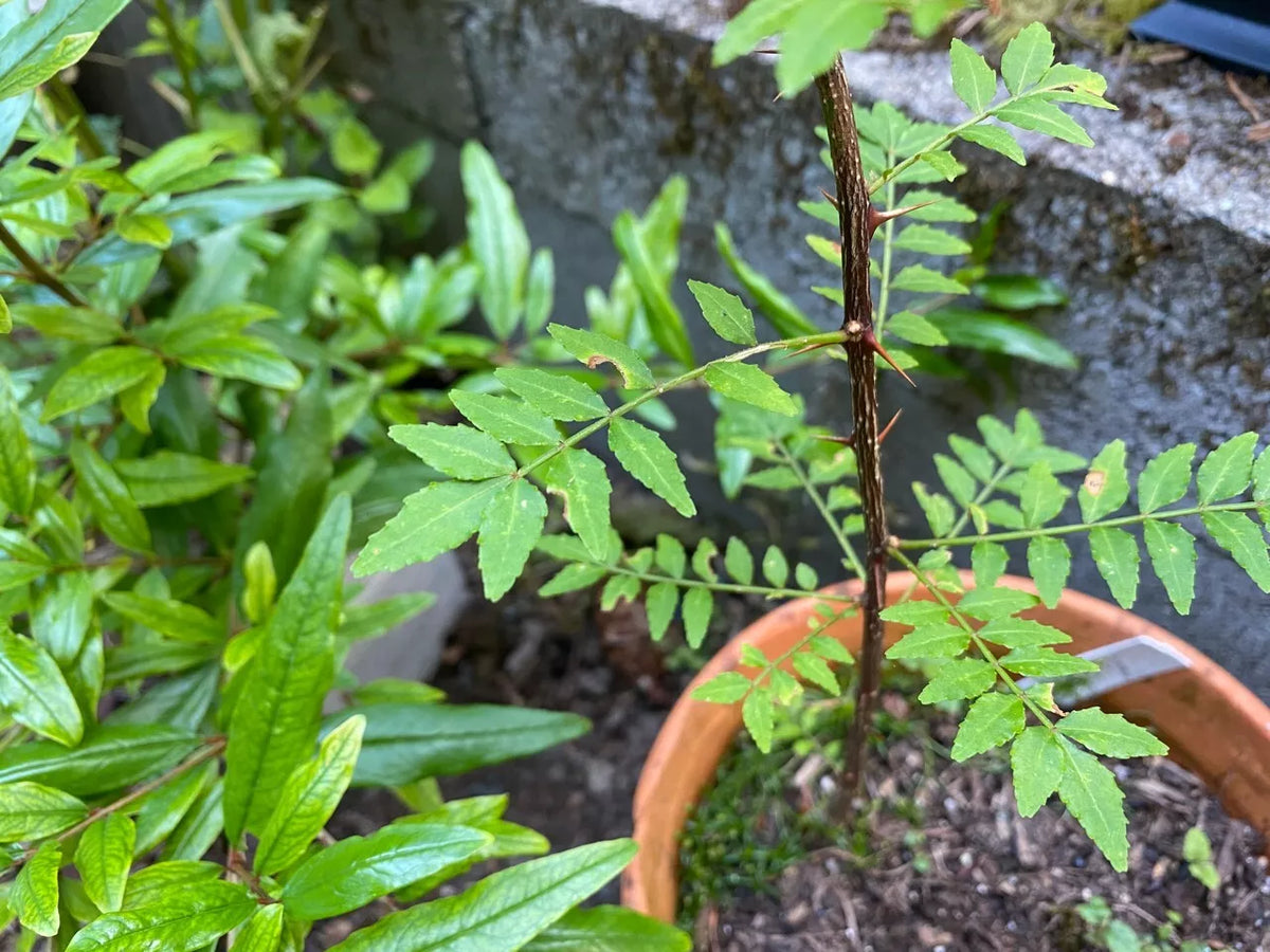 Sansho Japanese Pepper Tree Cuttings 6 Pack Zanthoxylum Piperitum Fresh Propagation USDA 6-9