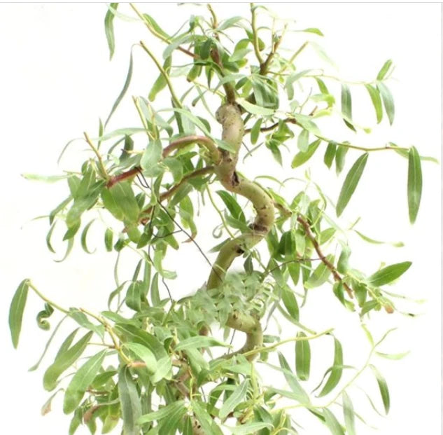 Bonsai Cutting - Dwarf Japanese Curly Willow - Salix Matsudana 'Tortuosa'