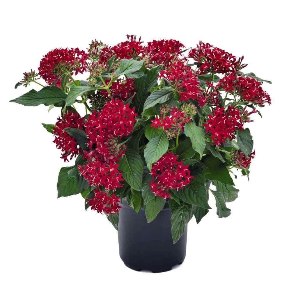 Pentas Seeds 100 Count Graffiti Bright Red Pentas lanceolata