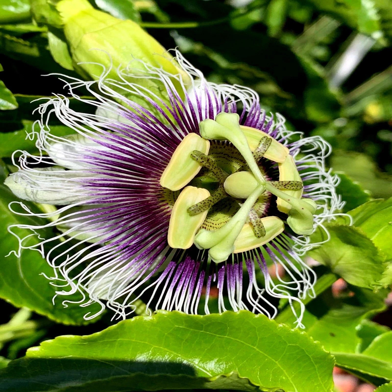 Passiflora Edulis Purple Granadilla