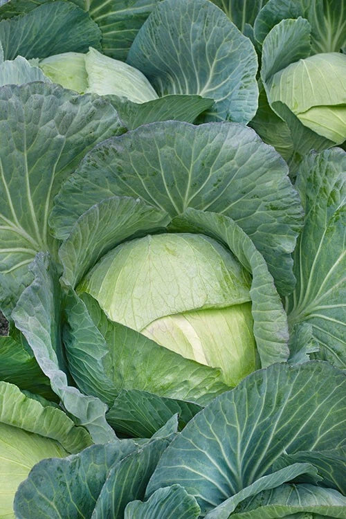 Cabbage Seeds - 600+ Heirloom NON-GMO All Seasons - Fresh Vegetable Seeds for Home Garden