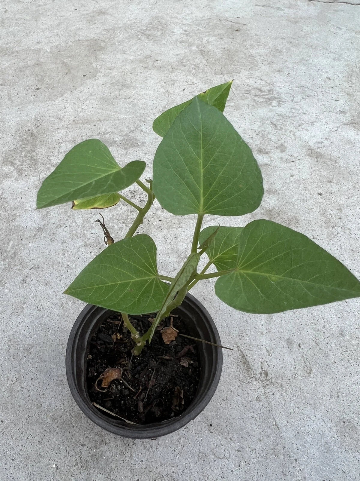 sweet potato plant in a pot Sweet Potato Plant in Pot - Live Rooted Plant - Ready to Grow