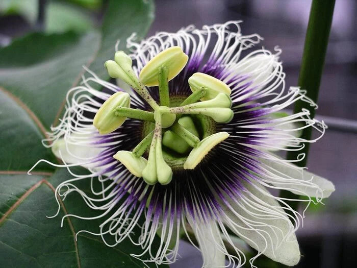 Maypop Purple Passion Seeds - 20 Edible Fruit Seeds - Passiflora Incarnata - Cold Hardy