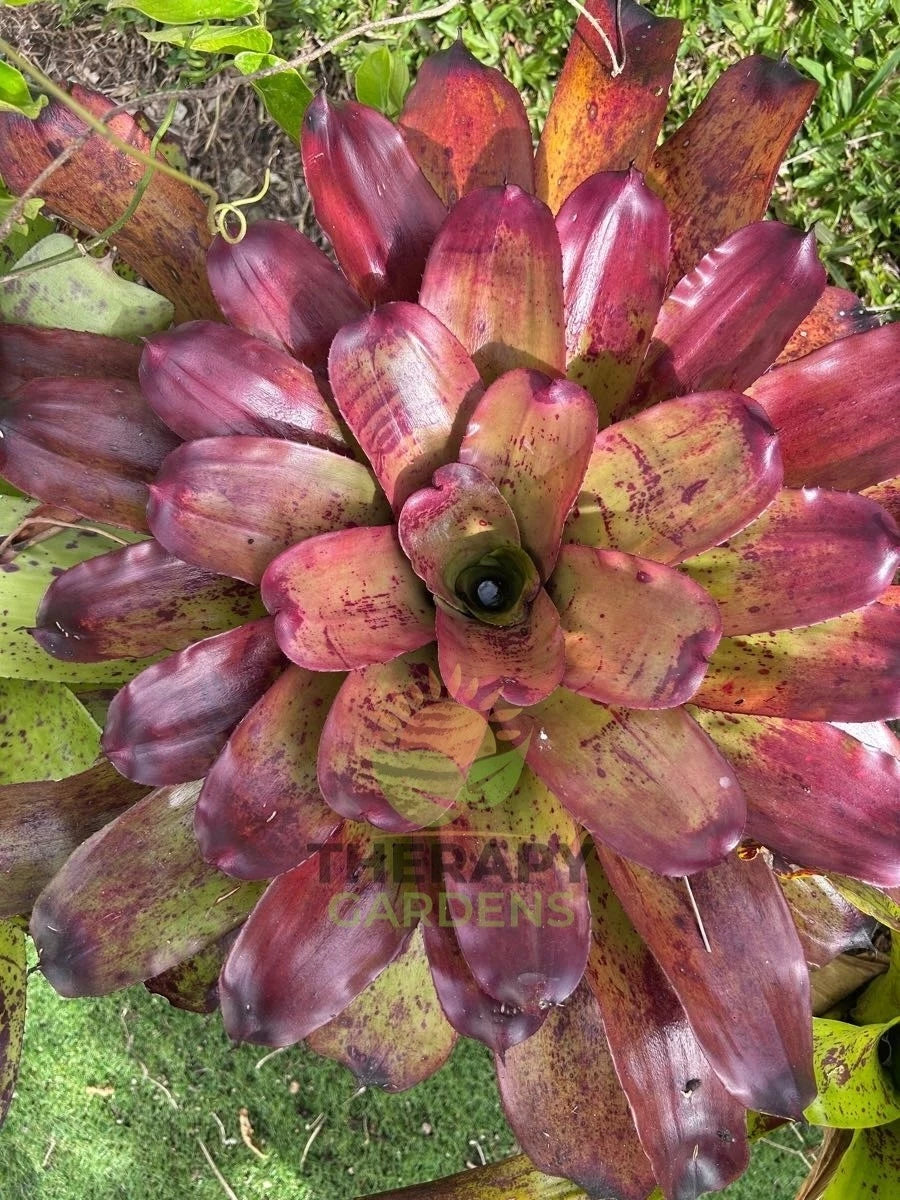 Bromeliad Plant - Neoregelia Vinzant's 'Caramac' - Colorful Tropical Houseplant - Easy Care Indoor Plant
