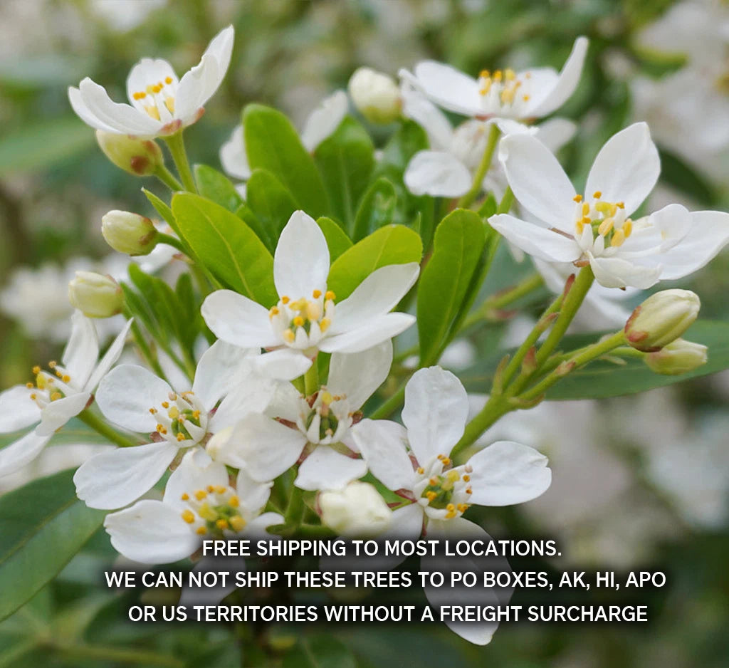 Choisya Ternata Live Plant - Mexican Orange Blossom - 1 Gallon Pot - Fragrant Evergreen Shrub