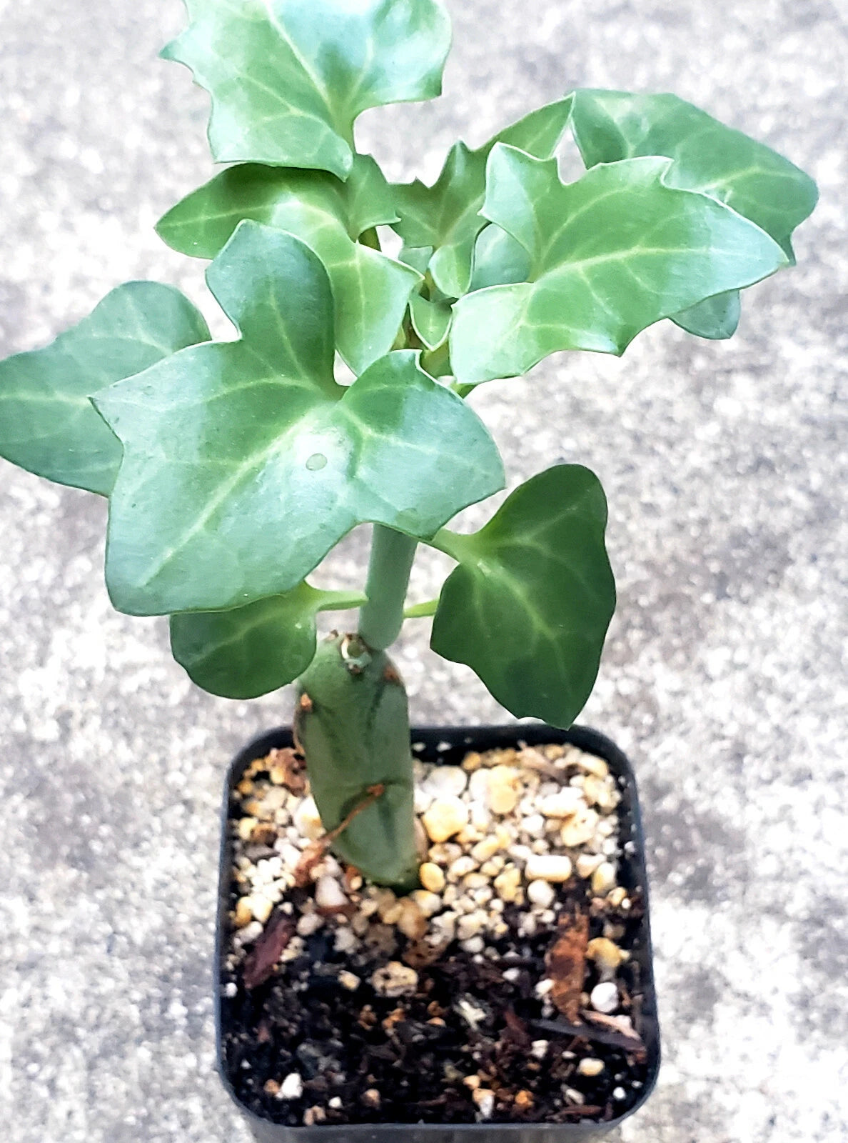 Senecio Articulatus Candle Plant - 2.5" Potted Rare Curiously Looking Succulent