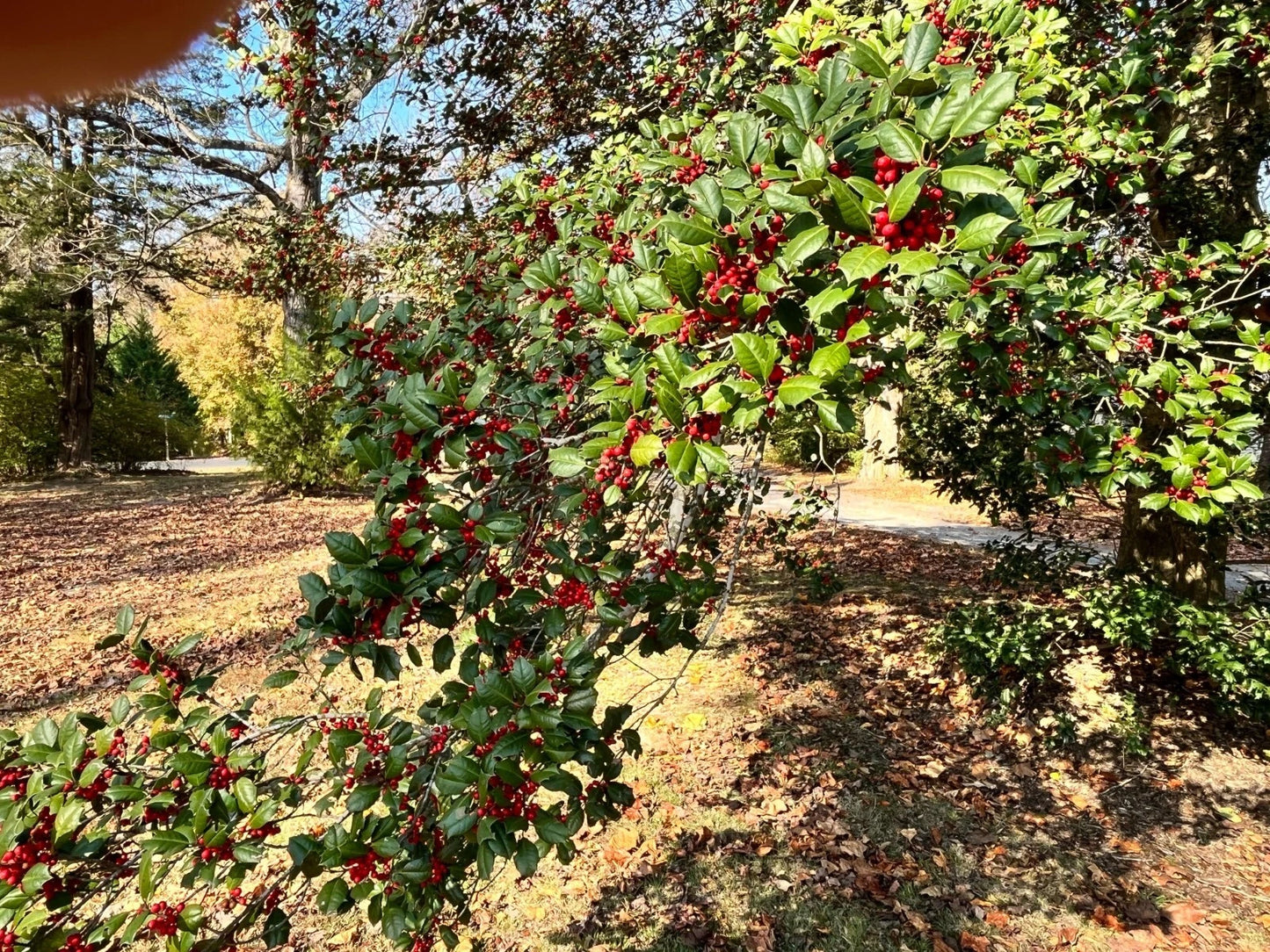 American Holly Tree Cuttings (Ilex opaca) - 10 Hardy Shrub Plants for Native Virginia Landscaping Screen