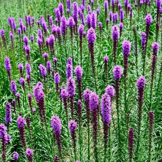 Gayfeather Cut Flowers - Marsh Blazingstar Perennial Seeds for Honeybees, Non-GMO, 300 Seeds