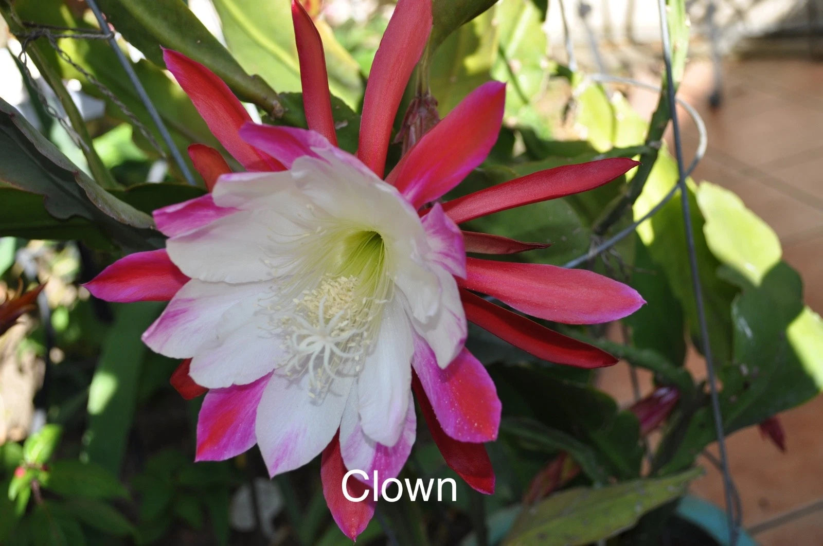 clown plant pot Epiphyllum Orchid Cactus Cuttings - 3 Rooted Cuttings in Pot, Clown  Variety, New Growth