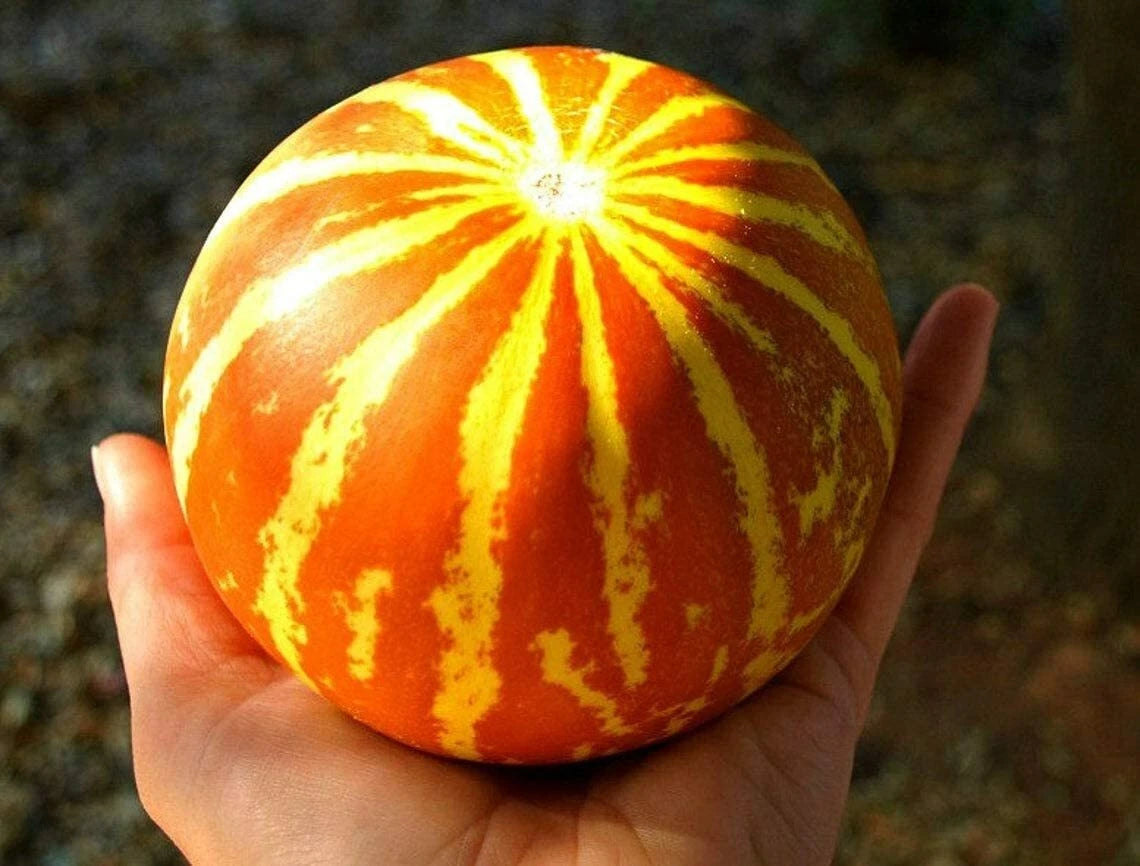 Queen Anne's Pocket Melon Seeds - 10 Pack - Heirloom Variety - Cucumis melo