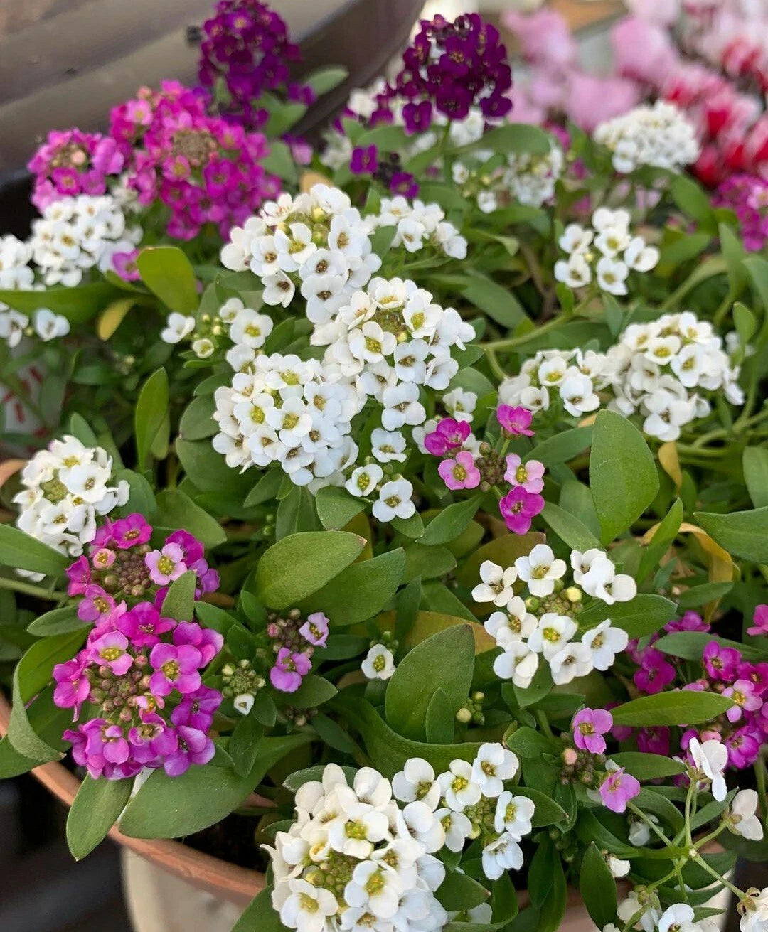 Sweet Alyssum Flower Seeds - 100 Count Color Mix - Pink, White, Purple - Lobularia maritima
