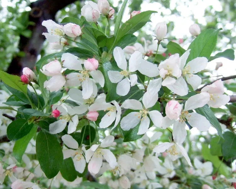Harvest Gold Crabapple Seeds - 25+ Pack - Malus coronaria - Ideal for Garden Planting - USA Grown, Free Shipping