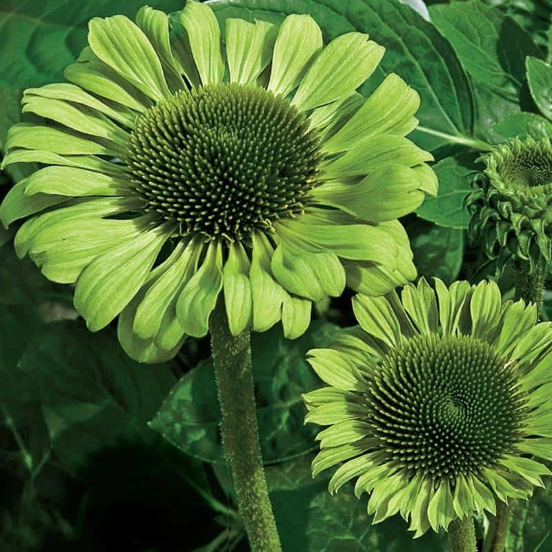 50 Green Jewel Coneflower Seeds - Echinacea Perennial Flower Seeds - USA Grown, Vibrant Green Blooms for Garden
