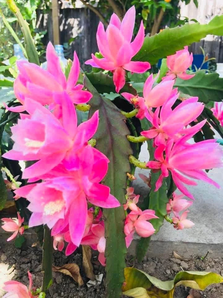 german cactus Rare Orchid Cactus Live Plant & Fresh Cutting, German Empress Epiphyllum,  Rooted Variety, Unique Houseplant – Jayme Garden