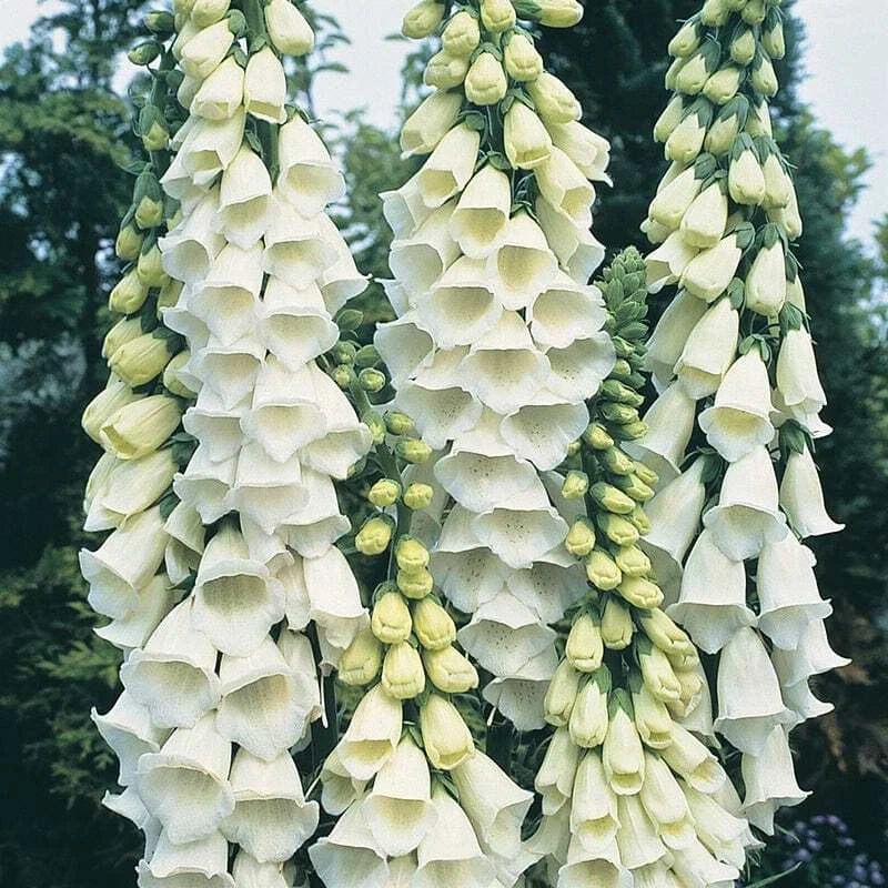 Alba Foxglove Seeds | 100 - 2,000 Seeds | Non-GMO Digitalis purpurea 'Alba' | Perennial Flower Seeds