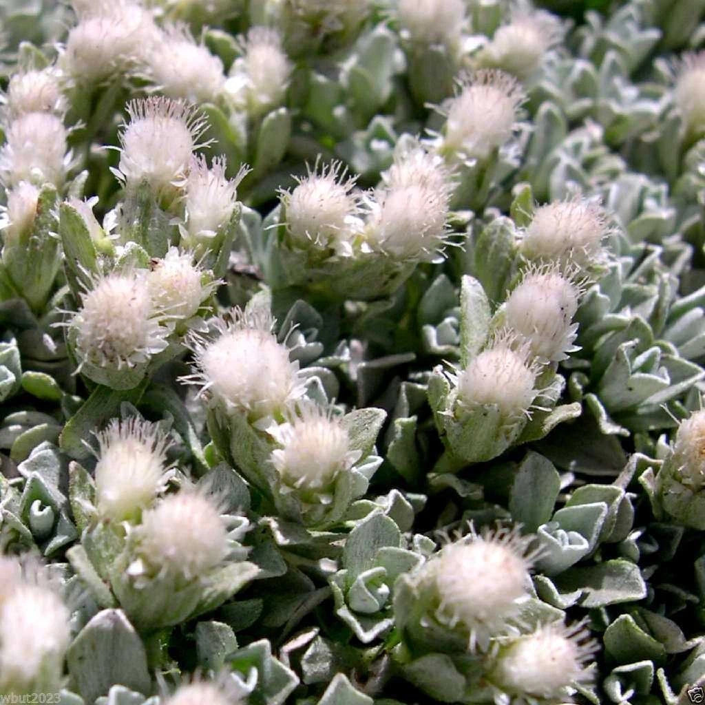 500 Antennaria Seeds - White Pussytoes - Perennial Ground Cover Plant - Antennaria dioica