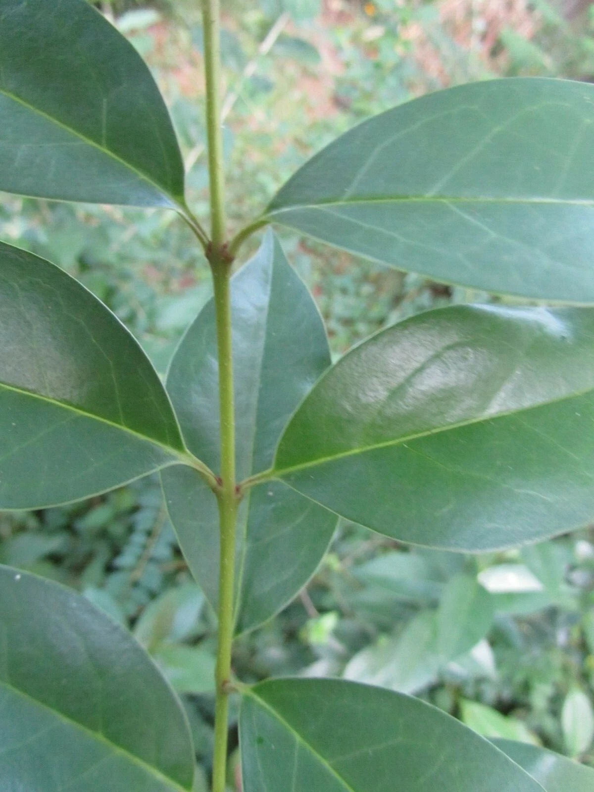 7 Cuttings Ligustrum Japonicum Japanese Privet - Evergreen Shrub 6-8'' Long