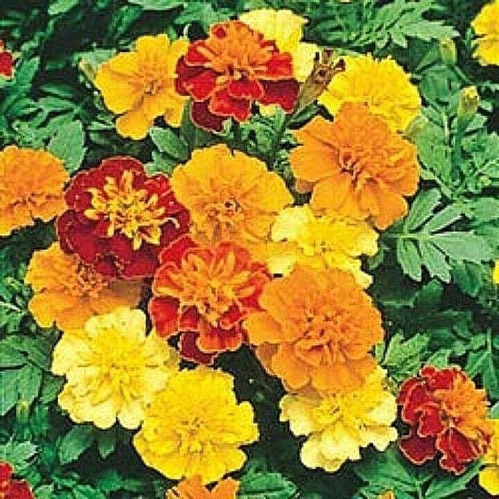 500+ Sparky Mix Dwarf French Marigold Flower Seeds for Garden Containers, Pollinator-Friendly, Tagetes patula