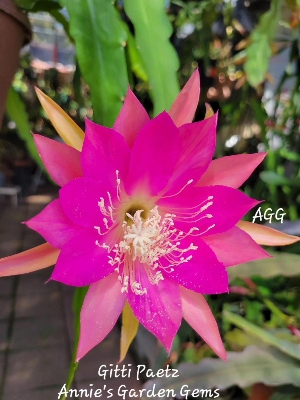 succulent orchid cactus Epiphyllum Gitti Paetz Unrooted Cuttings - Orchid Cactus - 8 to 10 Inches Long