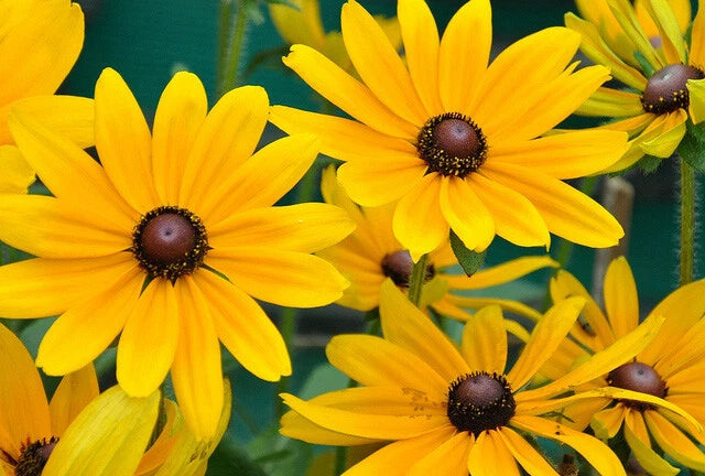 Black Eyed Susan Seeds - 1000 Count Rudbeckia Hirta Yellow Wildflower - Native Perennial Garden Plant