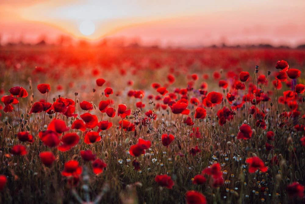 red poppy seeds for planting Red Poppy Seeds for Planting - 600 Seeds - Exotic Papaver rhoeas