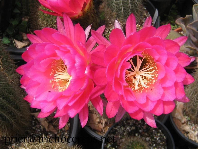 Large Tricocereus Grandiflorus 6