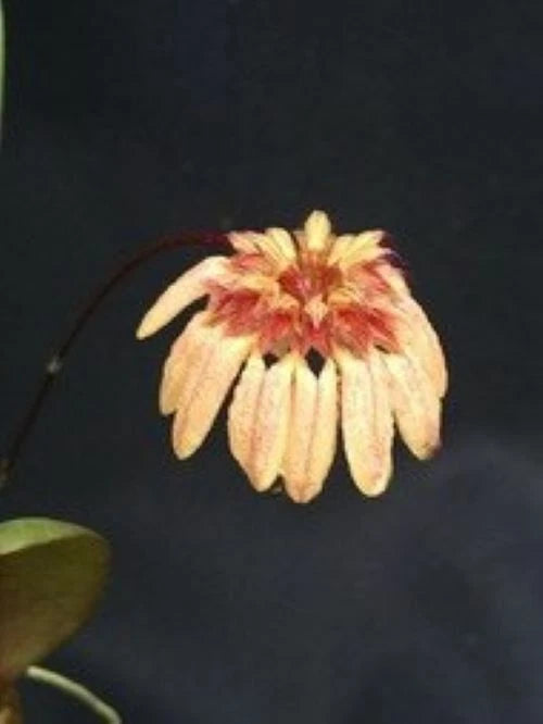 Miniature Orchid Plant 3" Pot Bulbophyllum roxburghii
