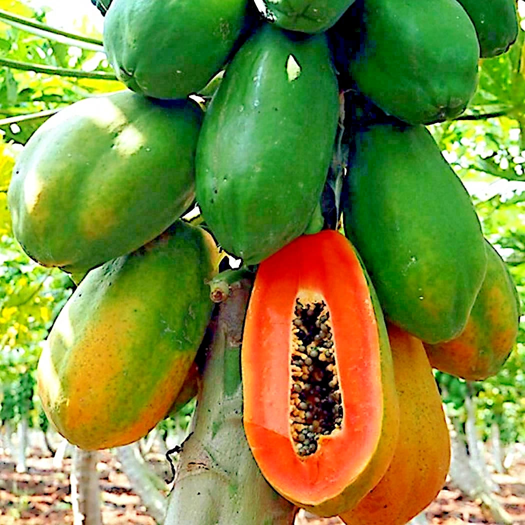 Caribbean Red Lady Papaya Seeds - 20 Large Melon Fruit Tree Seeds (Carica Papaya) for Indoor Gardening