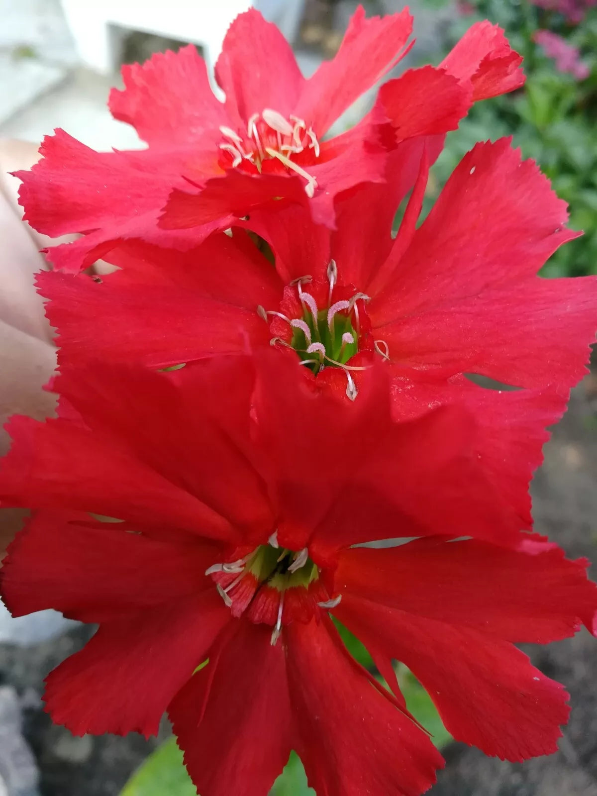 Lychnis Arkwrightii Vesuvius Scarlet Seeds - 50 Rare Flower Seeds with Dark Leaves
