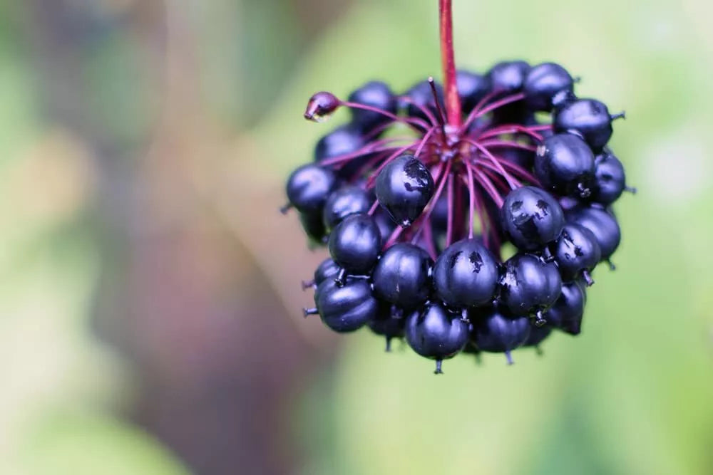 10 Siberian Ginseng Seeds - Health Benefits - Eleutherococcus senticosus - Shipped from Iowa