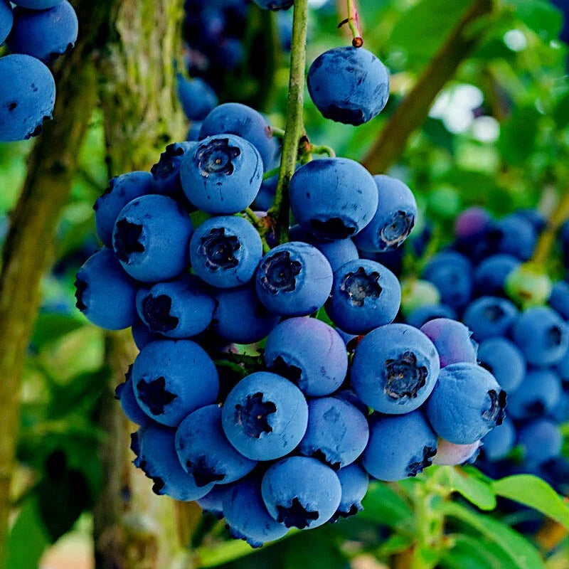 Blueberry Tree Seeds - Southern Highbush Variety - Cold Hardy Fruit Plant - Vaccinium corymbosum - New Jersey
