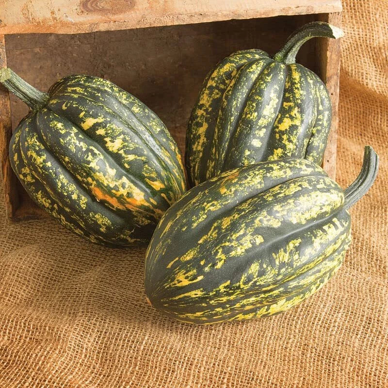 acorn squash seeds for planting Starry Night Acorn Squash Seeds | Fall Décor Variety