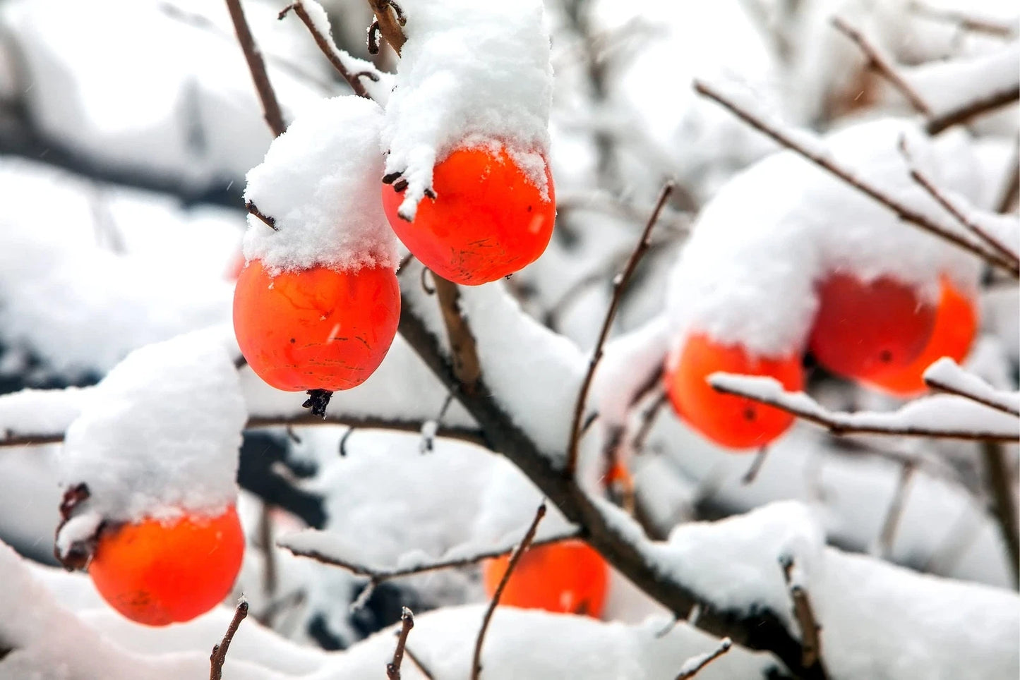 30 Date Plum Tree Seeds - Diospyros Lotus - Organic, Edible Fruit Seeds for Planting