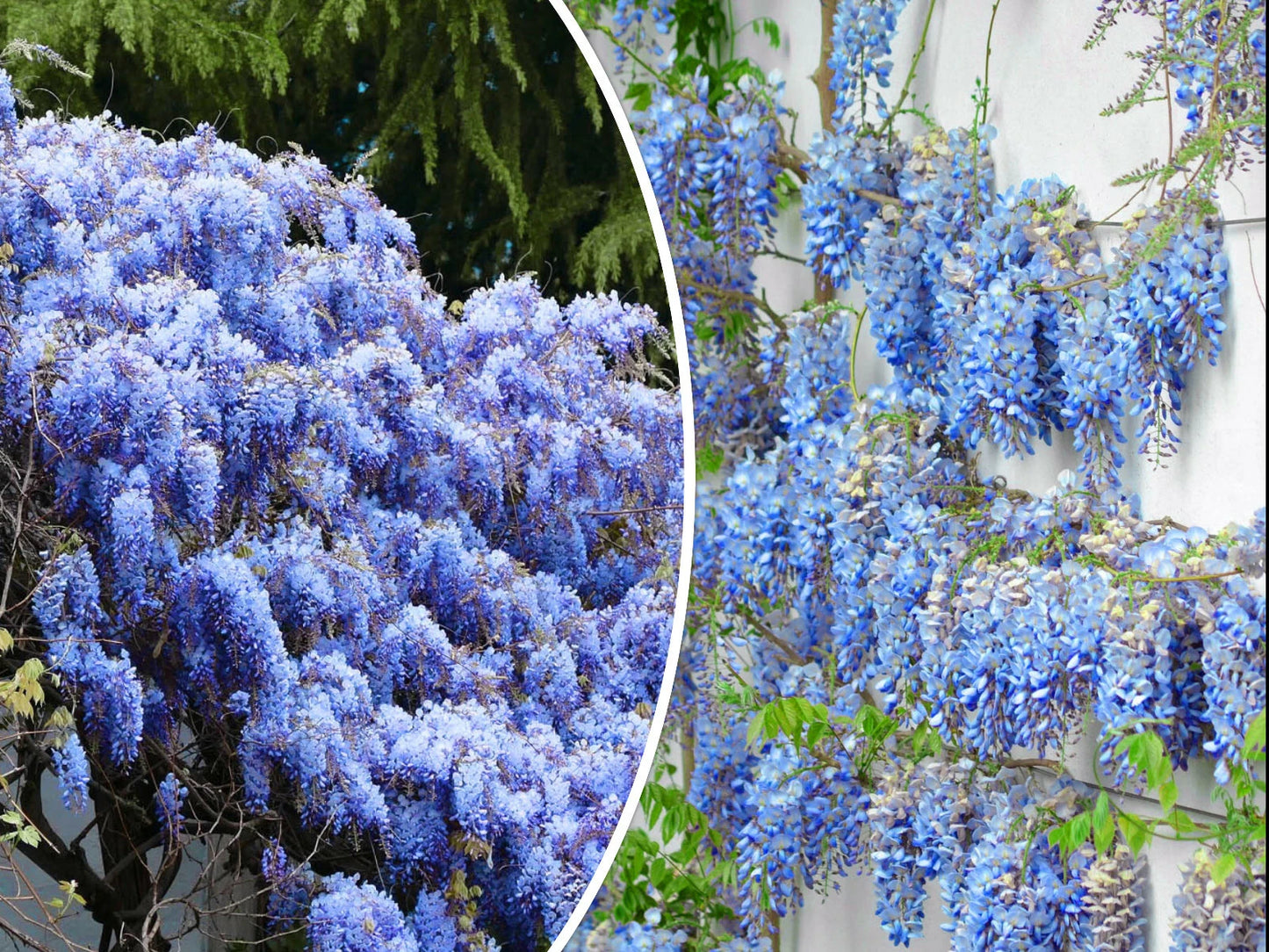 Blue Chinese Wisteria Seeds - 5 Perennial Climbing Flower Vine Shrub - Wisteria sinensis - Free Shipping