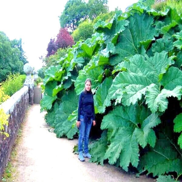 Gunnera Manicata Seeds - 25 Pack - Giant Hardy Exotic Flower Plant -  