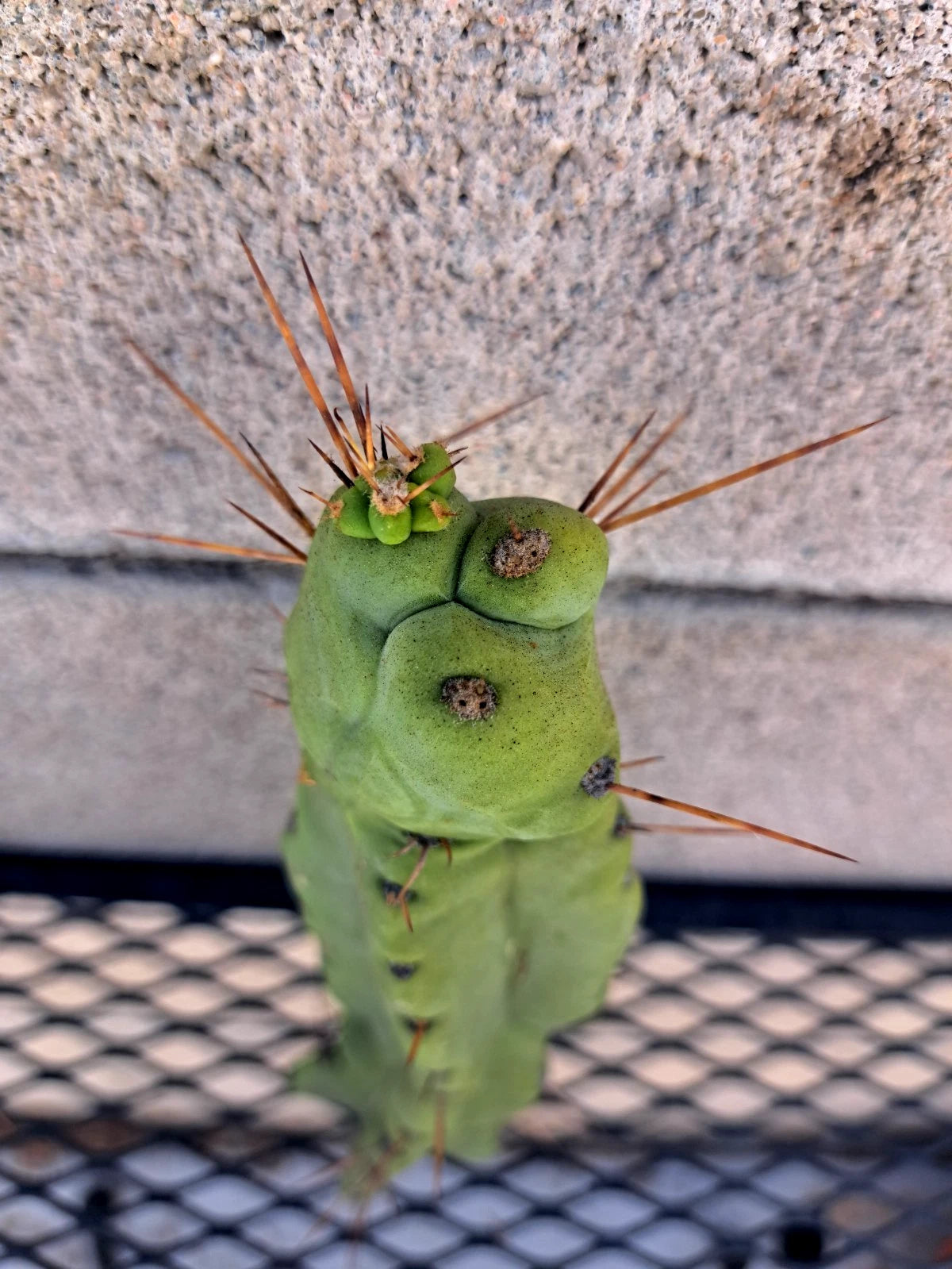 Cereus Bridge Cactus Cutting - #1-4, H8, Unique Succulent, Cereus peruvianus