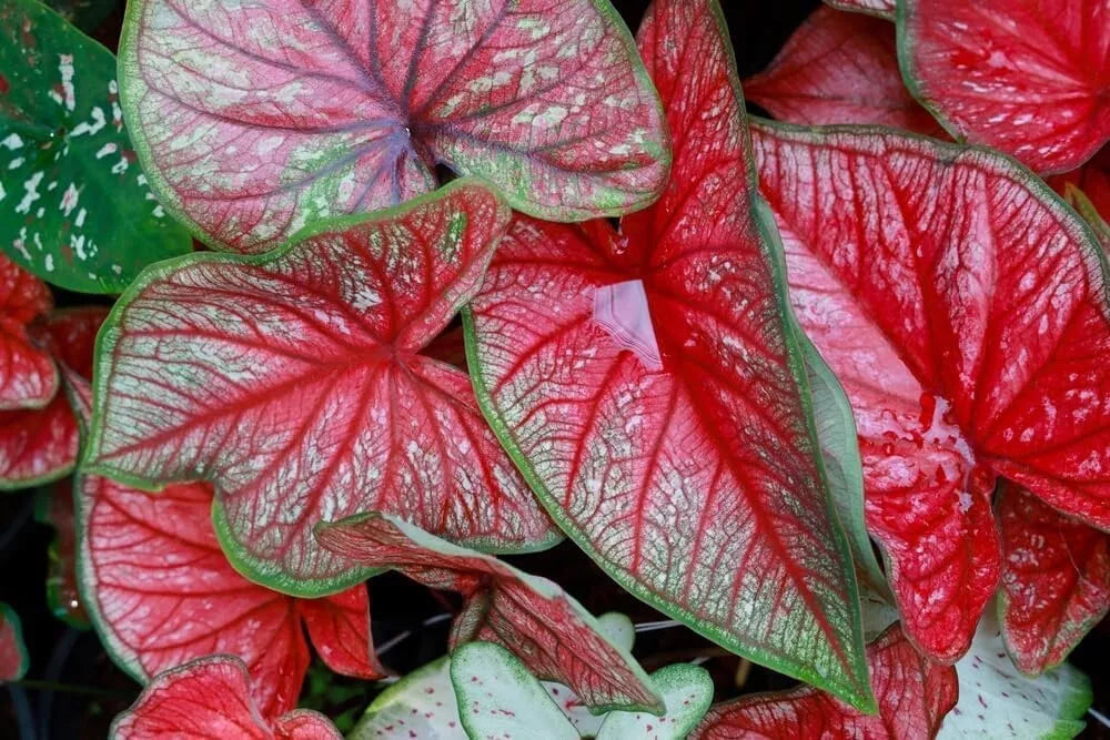 Caladium Bulbs 5-Pack Freida Hemple Variegated Foliage (Caladium bicolor)