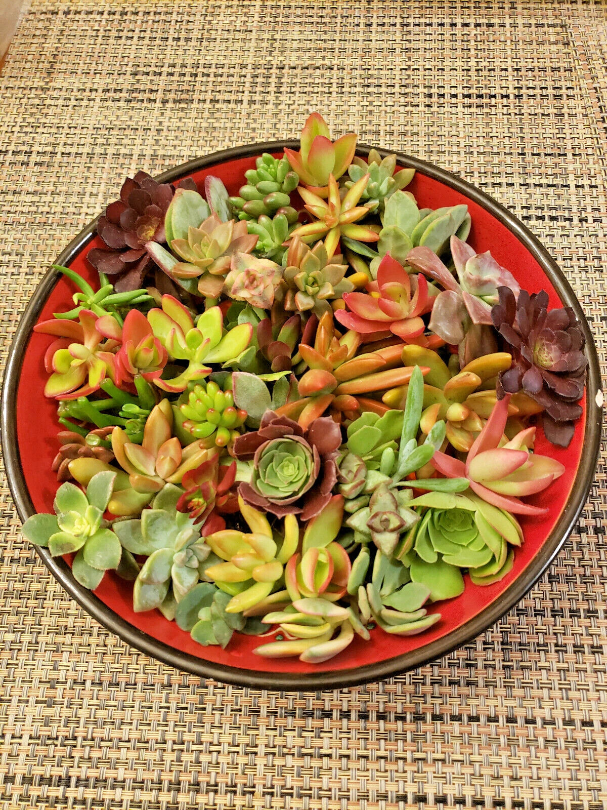 50 Succulent Cuttings Variety Pack - 30 Different Varietals for Collection Starter - Ideal for Gardening and Crafts