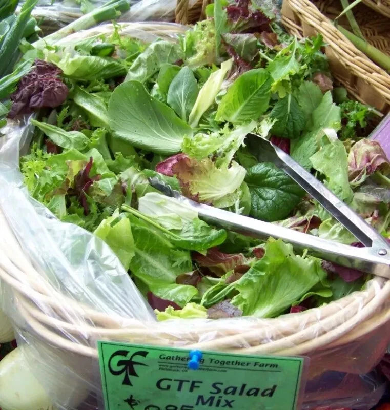 3000 Seeds Gourmet Salad Greens Mix - Lettuce Variety - GroCo Lettuce Seeds for Home Gardening