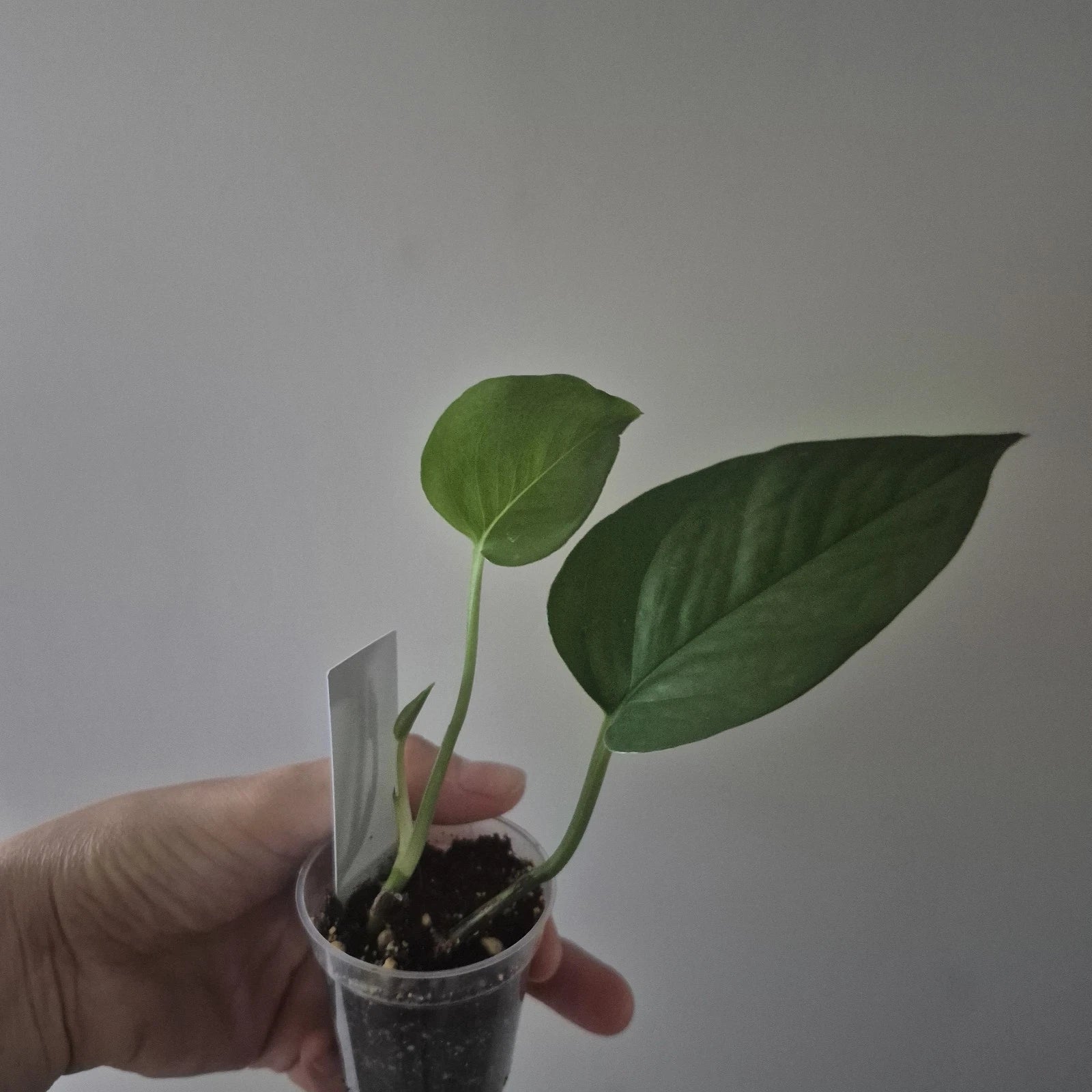 Jade Pothos Starter Plant 2 Inch Pot | Epipremnum aureum