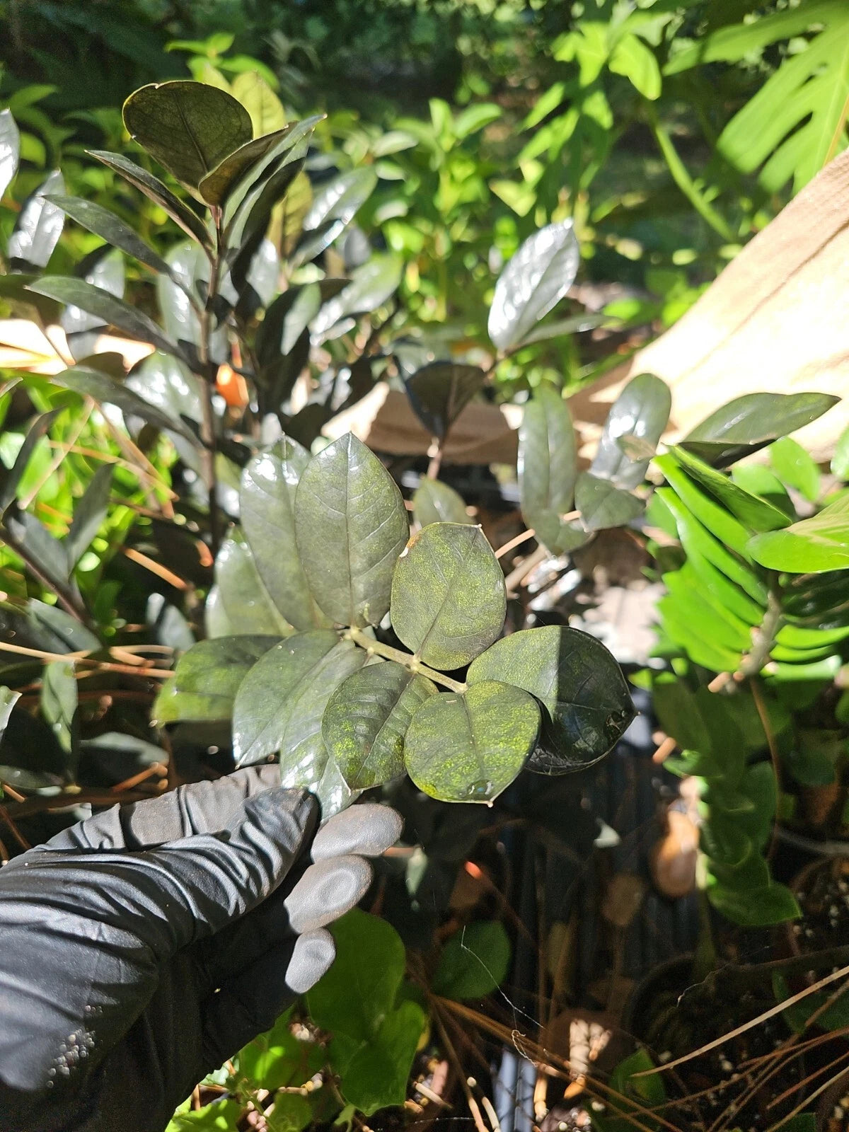 zz plant nodes ZZ Plant Cutting 2 Node Black Raven Zamiifolia Zamioculcas Fresh Cutti –  Jayme Garden