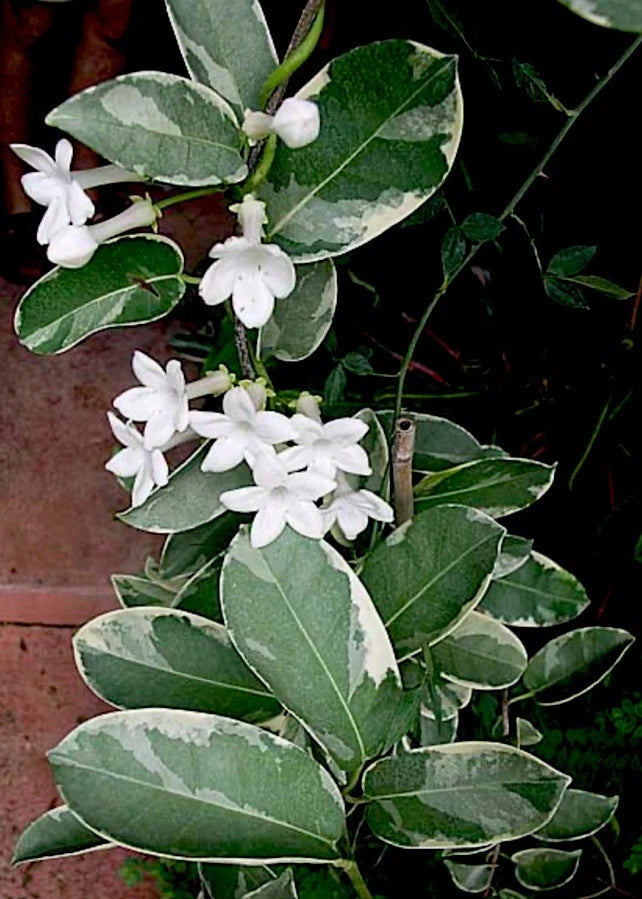 madagascar jasmine house plant LIVE Cuttings 7” Variegated Stephanotis Madagascar Jasmine