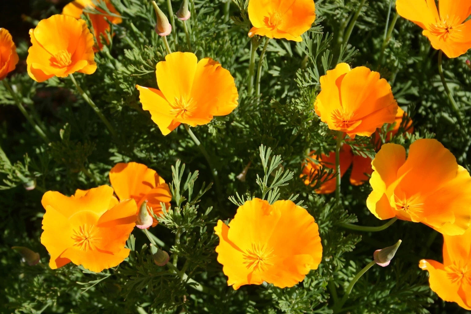 orange poppy seeds for planting California Orange Poppy Seeds - 200+ Pack for Garden Planting -  Eschscholzia californica
