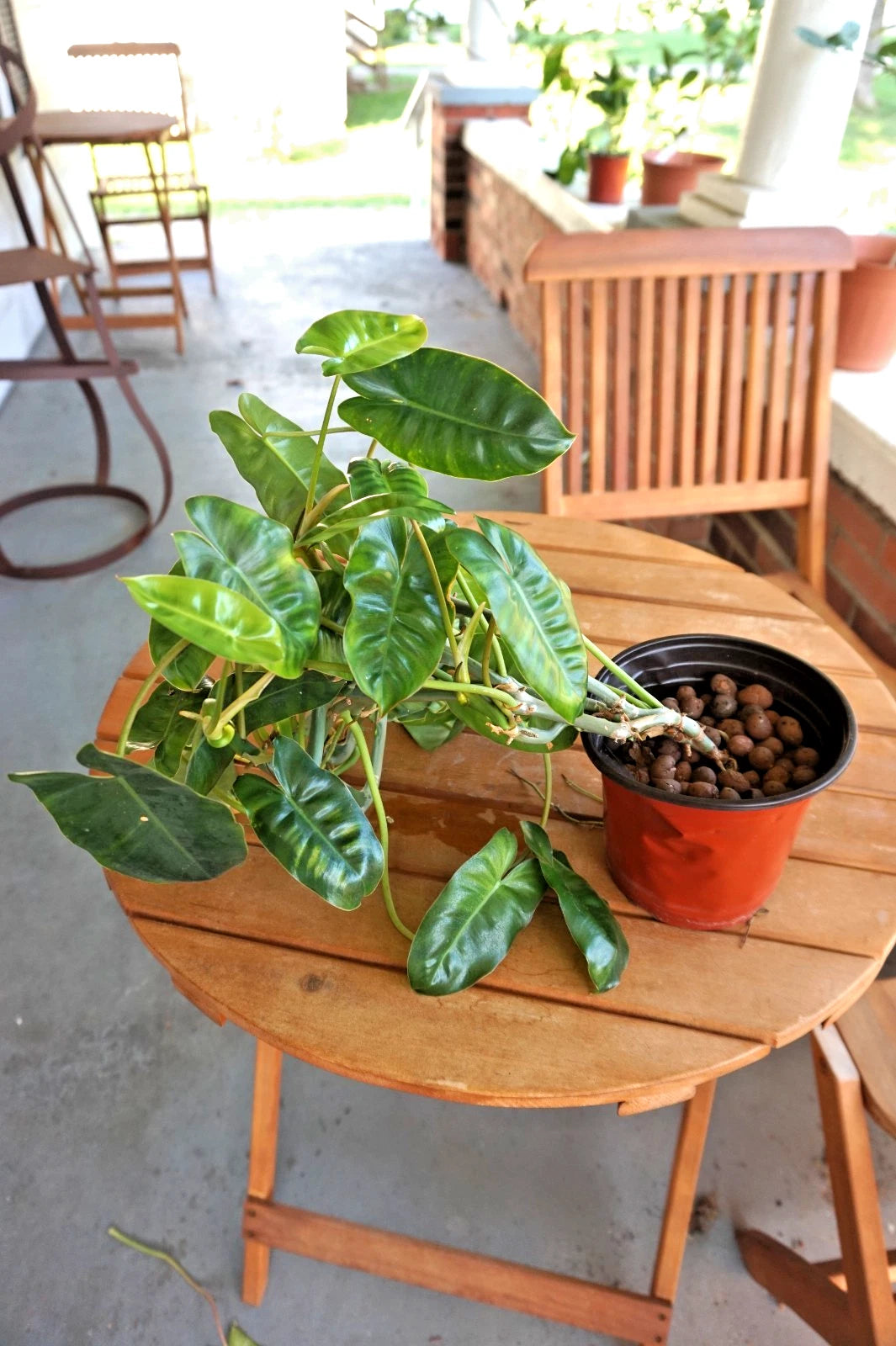 philodendron full size Philodendron Burle-Marxé Plant in 6” Planter, Large Size, Bare-Root Shipping, Tropical Houseplant – Jayme Garden