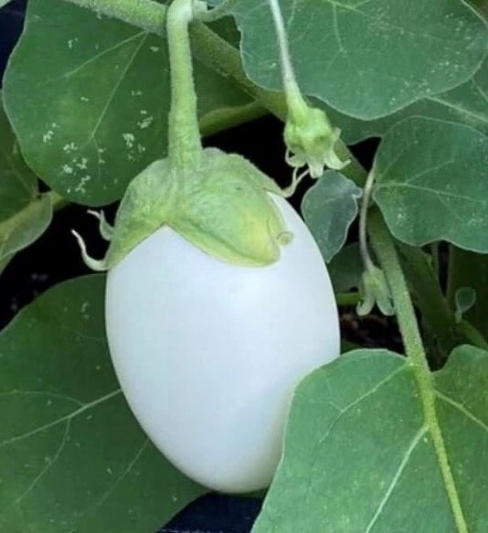 garden egg seeds White Eggplant Seeds, NON-GMO Heirloom, Garden Egg Variety, Free Shipp – Jayme Garden