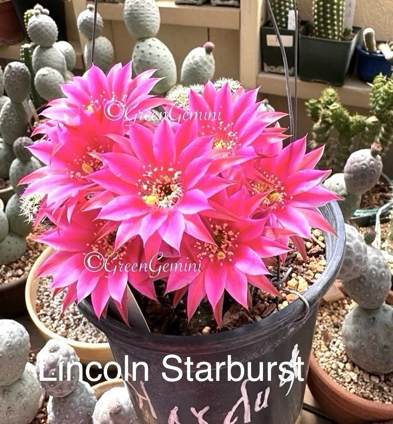 Rare Hybrid Peanut Cactus Plant - LINCOLN STARDUST - Chamaecereus