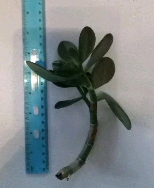 7" Rooted Cutting Green Jade Succulent Plant - Crassula ovata - Easy Care Live Starter Houseplant