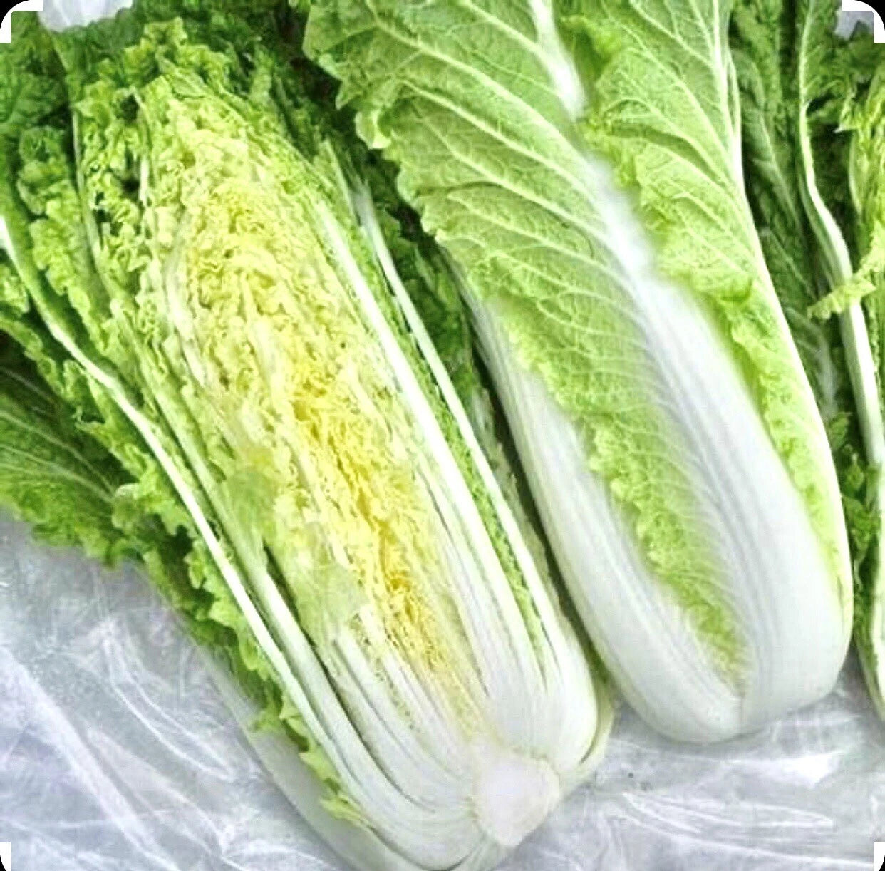 Chinese Michihili Cabbage Seeds - 1000 Non-GMO Organic Open Pollinated - Brassica rapa subsp. pekinensis