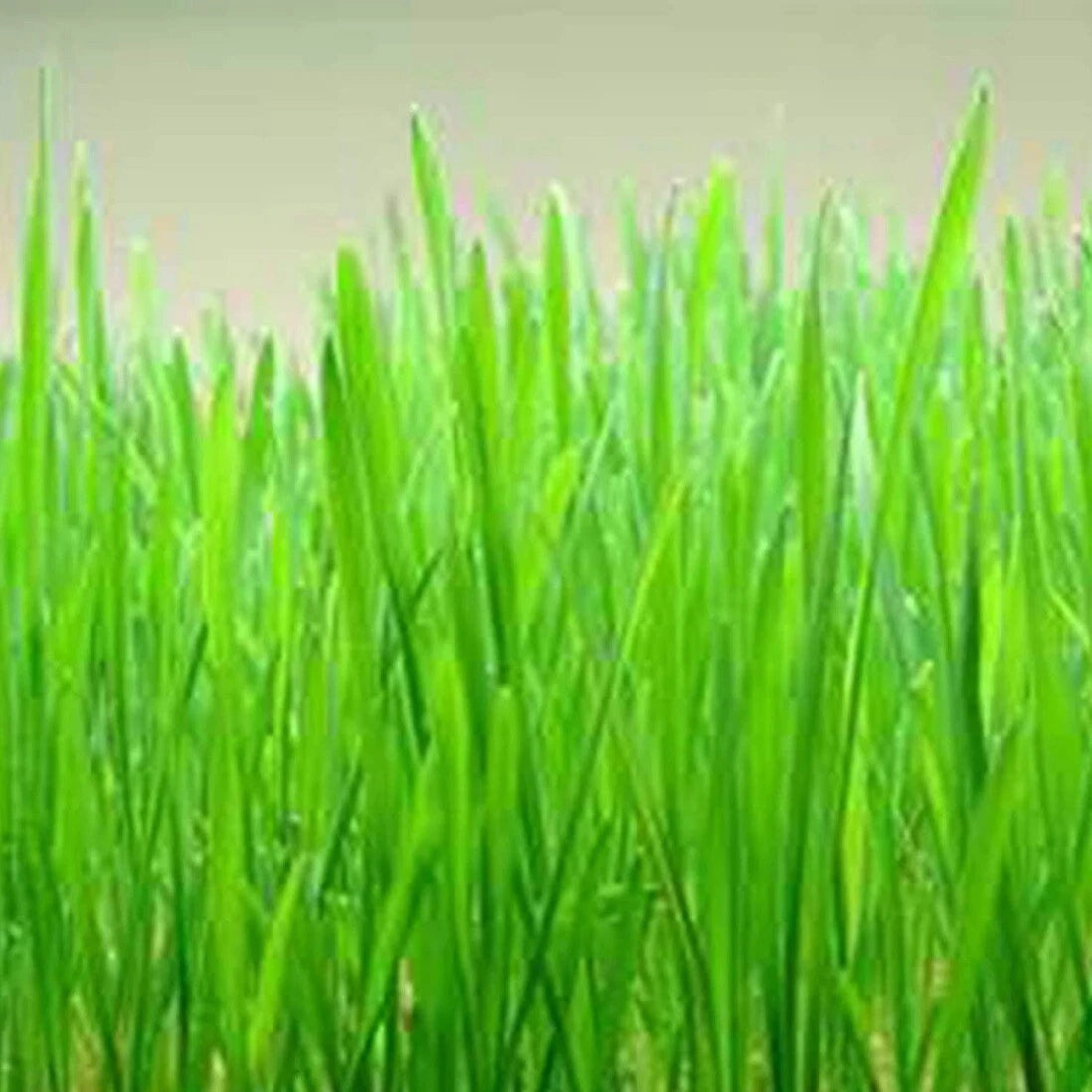 Cat Grass Seeds - 300+ Organic Heirloom Red Wheat Seeds - Non-GMO, Pet-Friendly, Easy to Grow