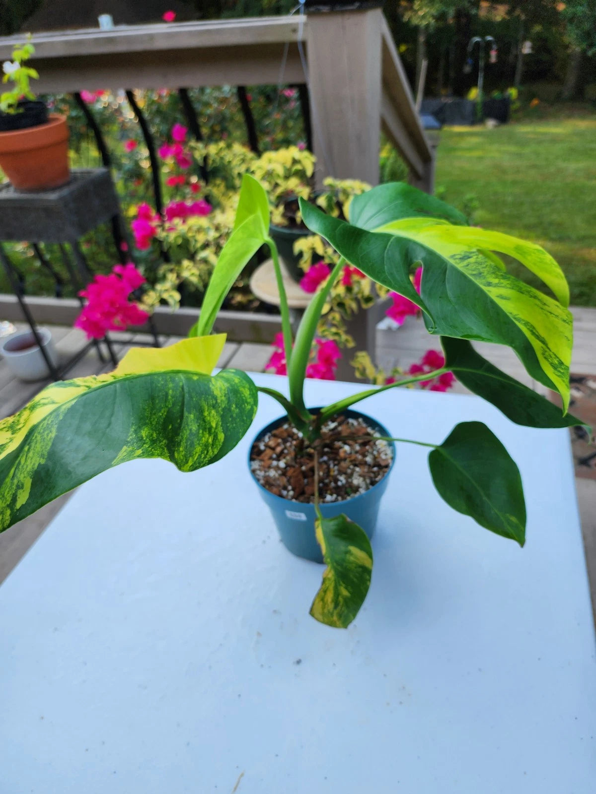 monstera deliciosa 6 inch pot Monstera Aurea Plant in 6-Inch Pot, Well Rooted, Tropical Houseplant, Monstera Deliciosa Variegata – Jayme Garden